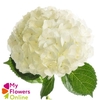 Hydr Super Select White 17-18cm CO