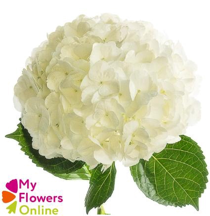 <h4>Hydr Super Select White 17-18cm CO</h4>