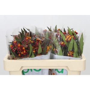 Asclepias Tuberosa Deep Red