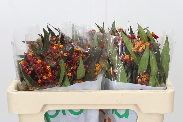 <h4>Asclepias Tuberosa Deep Red</h4>