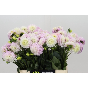 Dahlia Genova