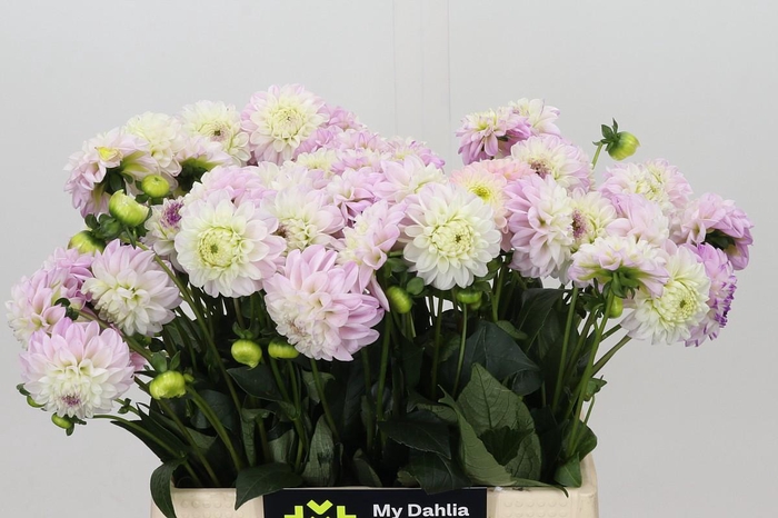<h4>Dahlia Genova</h4>