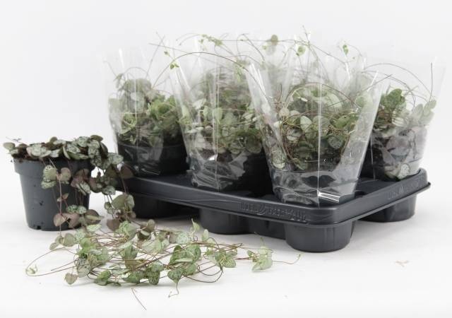 <h4>CEROPEGIA WOODII SUP</h4>