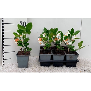 Citrus Calamondin ''Grow at Home''(no fruits)