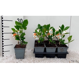 Citrus Calamondin ''Grow at Home''(no fruits)