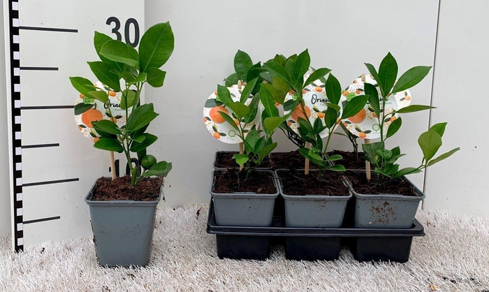 <h4>Citrus Calamondin ''Grow at Home''(no fruits)</h4>