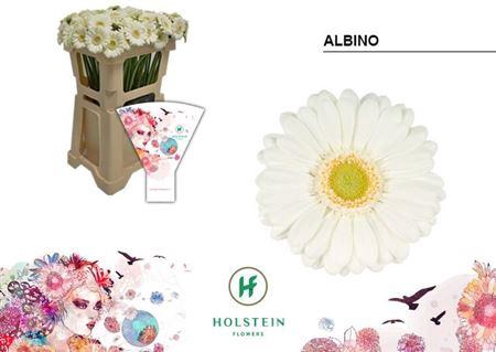 <h4>GE MI ALBINO EMMER HOES X80</h4>