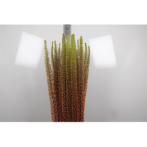 Eremurus Rumba