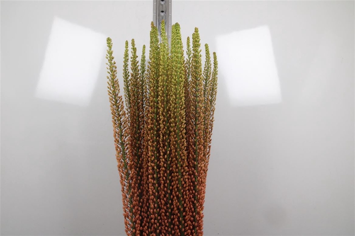 <h4>Eremurus Rumba</h4>