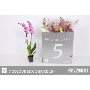 .Phalaenopsis mixed 7 colours