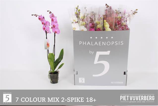 <h4>.Phalaenopsis mixed 7 colours</h4>