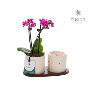 Fusion Scents keramiek Gift set plankje met Phalaenopsis