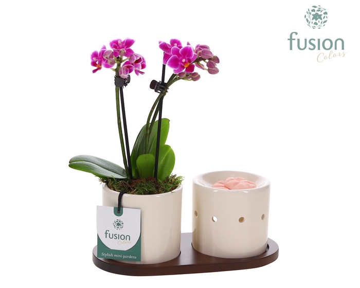 <h4>Fusion Scents keramiek Gift set plankje met Phalaenopsis</h4>