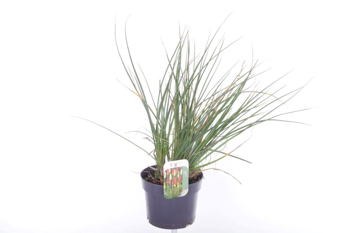 <h4>Kniphofia Poco Red</h4>