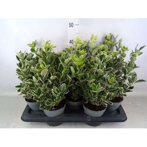 Euonymus fortunei 'Silver Queen'