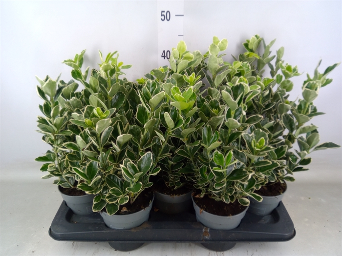 <h4>Euonymus fortunei 'Silver Queen'</h4>