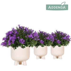 Campanula Addenda Ambella Intense purple in Gummy pot travertine