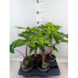 Alocasia   ...