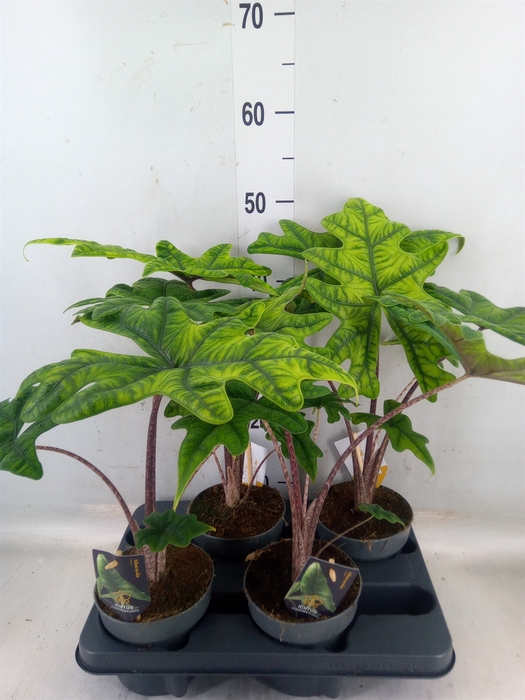 <h4>Alocasia   ...</h4>