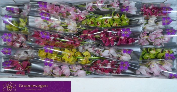 <h4>CYMB MI GEM</h4>