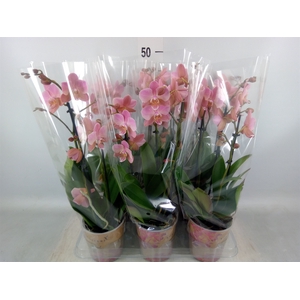 Phalaenopsis multi. 'Ant Treviso'