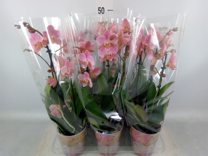 <h4>Phalaenopsis multi. 'Ant Treviso'</h4>