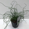 Juncus Spiralis