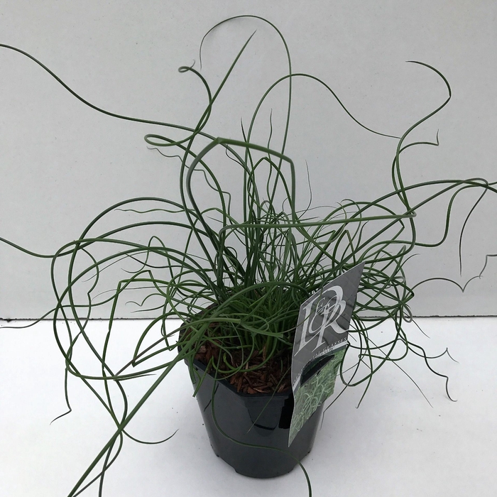 Juncus Spiralis