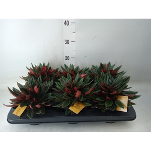 Peperomia caperata 'Rosso'