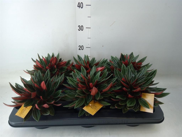 <h4>Peperomia caperata 'Rosso'</h4>