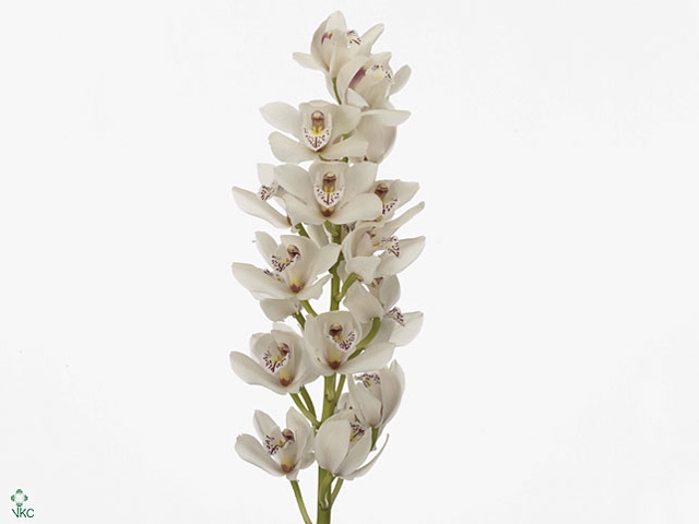 Cymb Mi Barbara Leekade X20