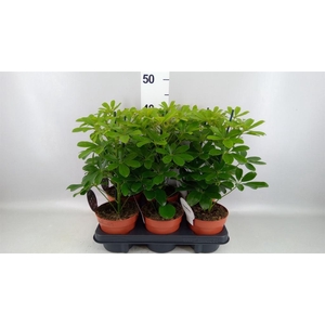 Schefflera arbor. 'Nora'