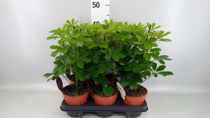 <h4>Schefflera arbor. 'Nora'</h4>