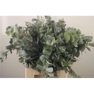 Euc Cinerea Per Bunch Za Spray Super