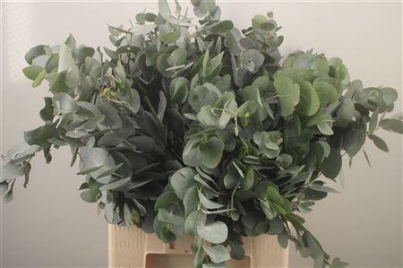 <h4>Euc Cinerea Per Bunch Za 60cm Spray 10 Stem Bunch</h4>