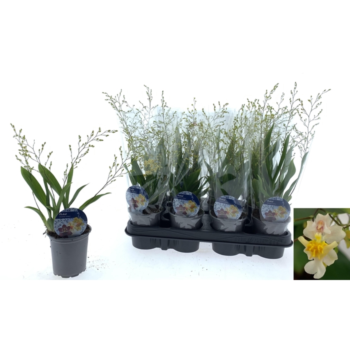 <h4>ONCIDIUM OV</h4>