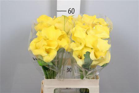 <h4>Zantedeschia  'Monte Carlo'</h4>