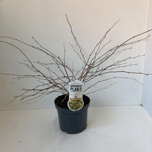 Corylopsis pauciflora