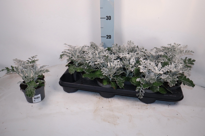 <h4>JACOBAEA MARITIMA</h4>