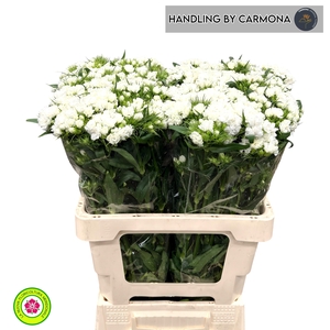 DI BARB DOBLINO WHIT