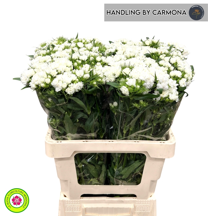 <h4>DI BARB DOBLINO WHIT</h4>