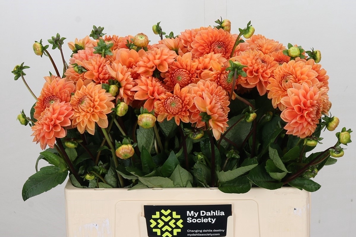 <h4>Dahlia Sylvia</h4>
