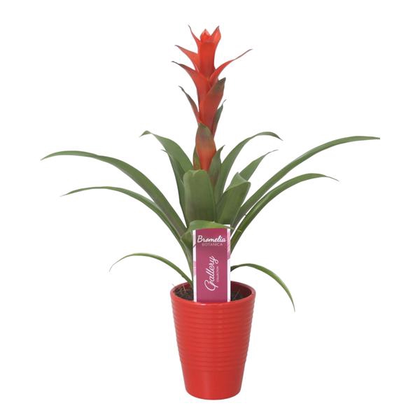 <h4>Guzmania 'Ostara' in rood ribbel keramiek</h4>