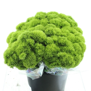 Di Barb Kiwi Mellow Extra