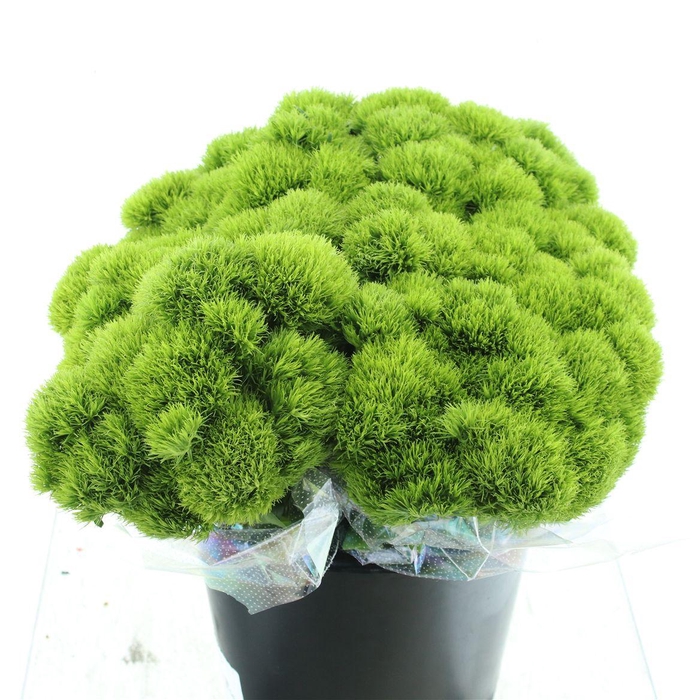 <h4>Di Barb Kiwi Mellow Extra</h4>