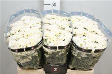 <h4>Chr S Rossi White</h4>