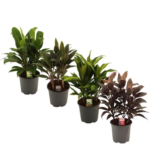 Cordyline Toef Mix 19 cm