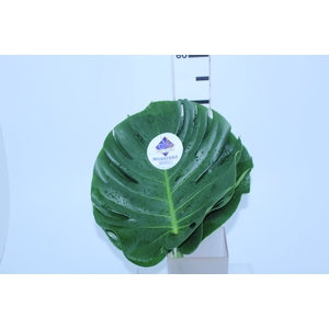 FOLHAGEM MONSTERA DELICIOSA 030 CM