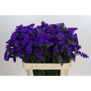 Limonium sinuatum Marina Violet