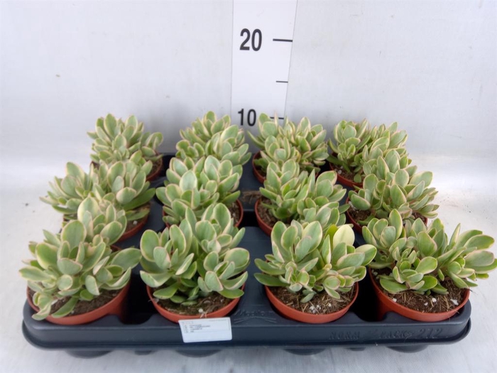 <h4>Crassula ...</h4>
